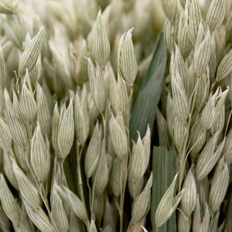 Dried Avena Bundle