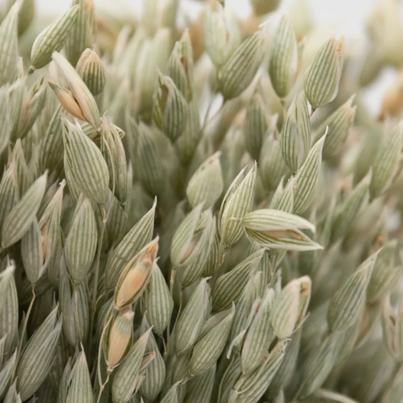 Dried Avena Bundle